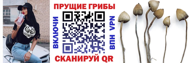 Галлюциногенные грибы Psilocybine cubensis  купить   Красновишерск 